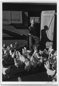 Fig 11: Adams, Ansel 1943: Poultry farm, Mori Nakashima, Manzanar Relocation Center