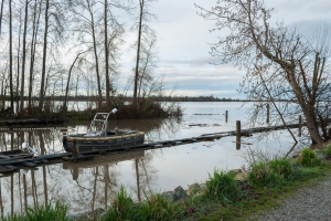 The entrance and exit to Finn Slough and beyond the might Fraser River that provides a livelihood to thousands of people along its banks. At low tide no boats are able to exit the Slough. Since this is a tidal area, fishermen have to think ahead when the fishing season starts.